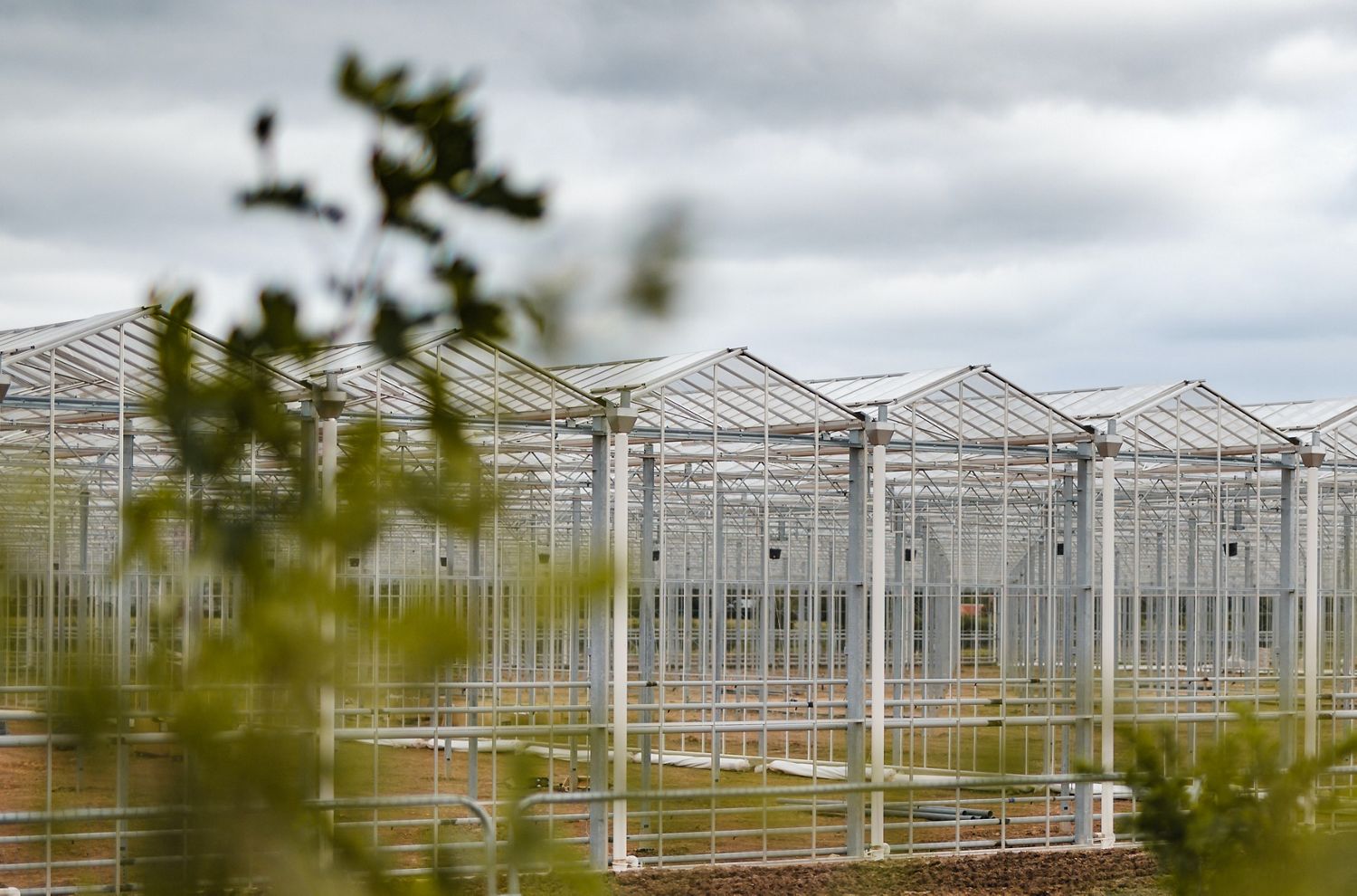 Dyson glasshouse